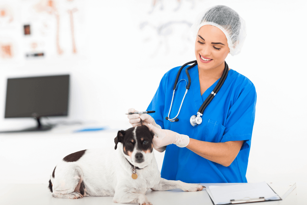 Best veterinary doctor near hot sale me